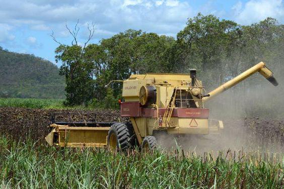 Plano de negócios para o cultivo de girassol