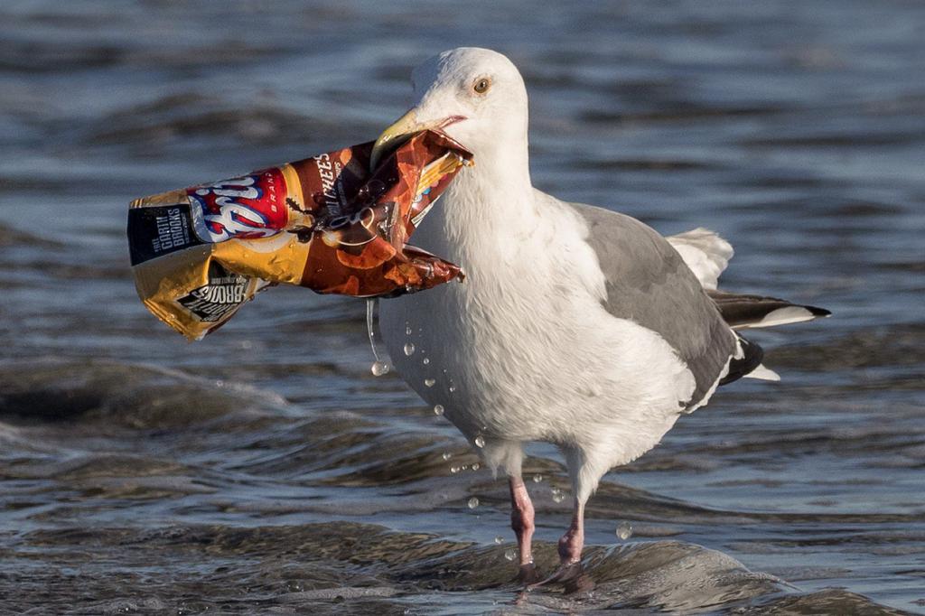 Möwe mit Müll im Schnabel