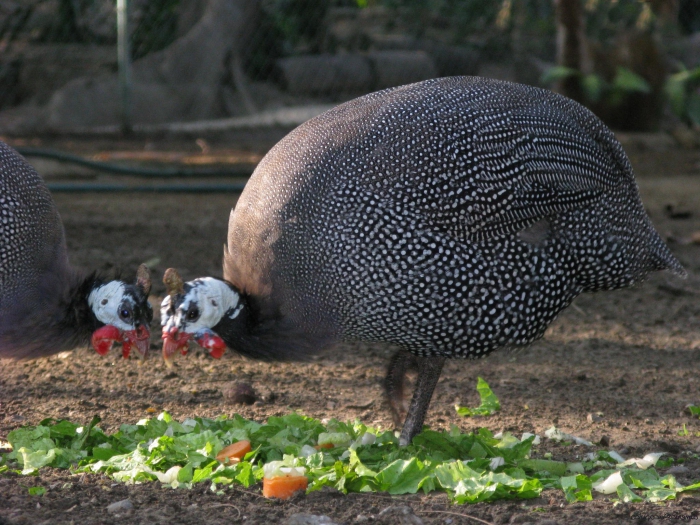 Perlhuhn Broiler Zucht