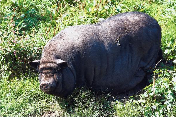 vietnamesische Schweinezucht