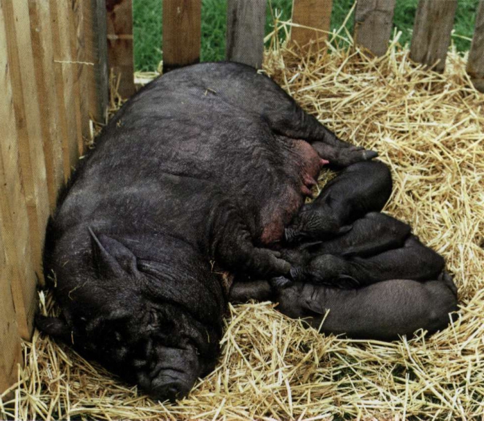 Schweinezucht zu Hause