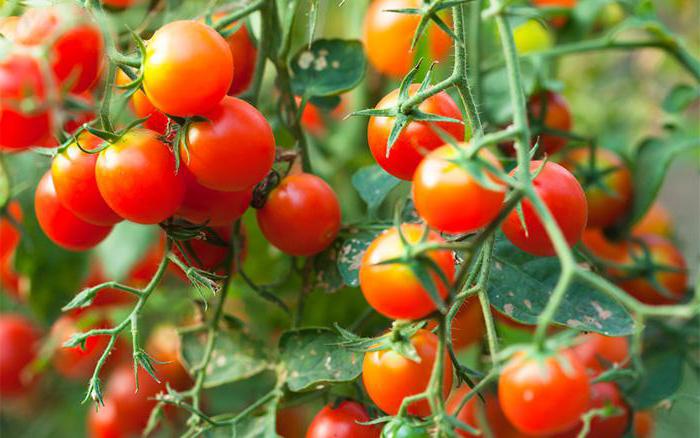 mudas de tomate em crescimento em um apartamento