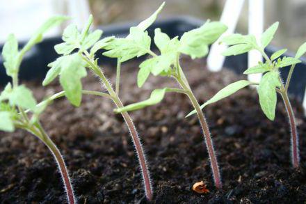 mudas de tomate em crescimento