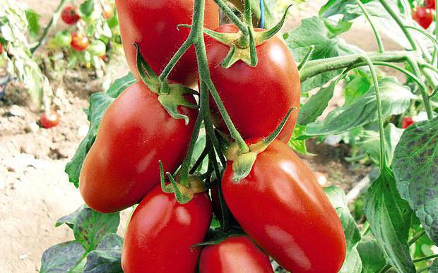 mudas de tomate em crescimento em uma estufa para venda