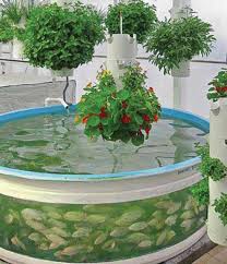 Aquaponics