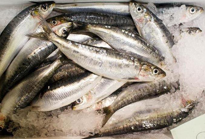 Mercado de peixe no acampamento morno de Moscou