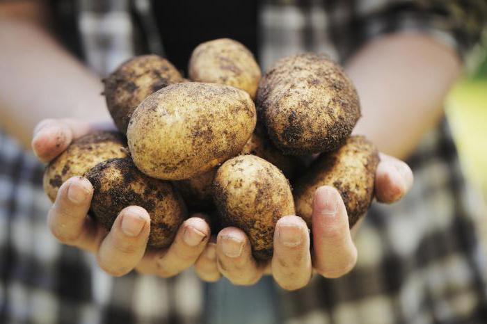 Nitrofoska Düngemittelanwendung für Tomaten