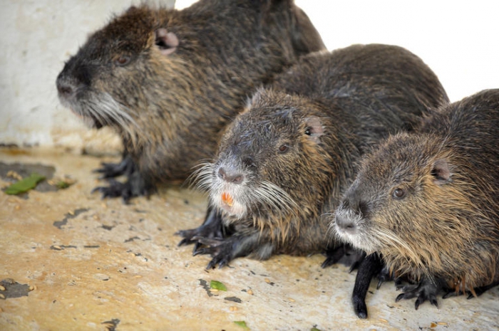 Zucht Nutria