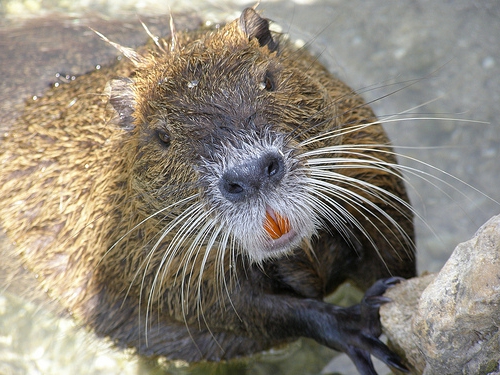 nutria de criação em casa