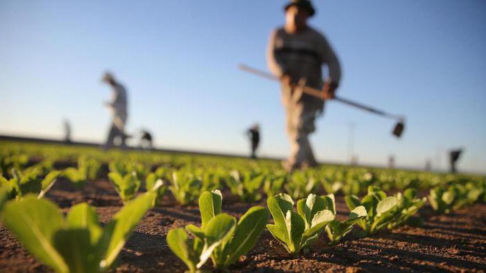 investimento na agricultura na Rússia