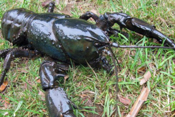 espécies de lagostins de água doce