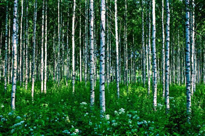 Waldbesteuerung