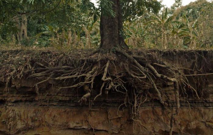 Padrões da União para Tributação Florestal