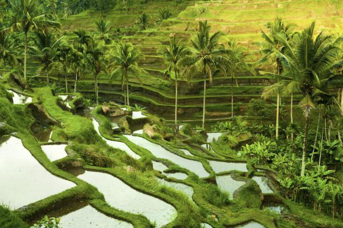 Um exemplo de gestão ambiental é a drenagem de áreas úmidas.