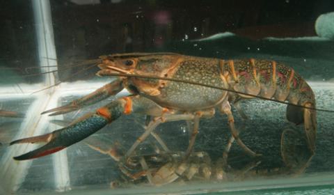 fazendas de lagostas