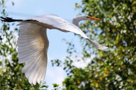 Storch im Himmel