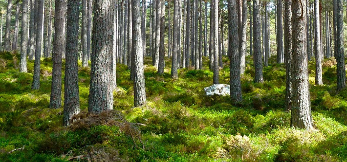 mundo da floresta