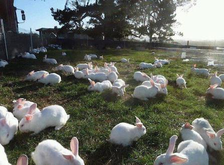 fazenda de coelhos como um negócio