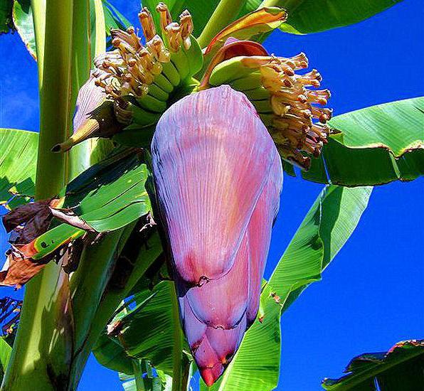 É possível cultivar uma banana em casa?