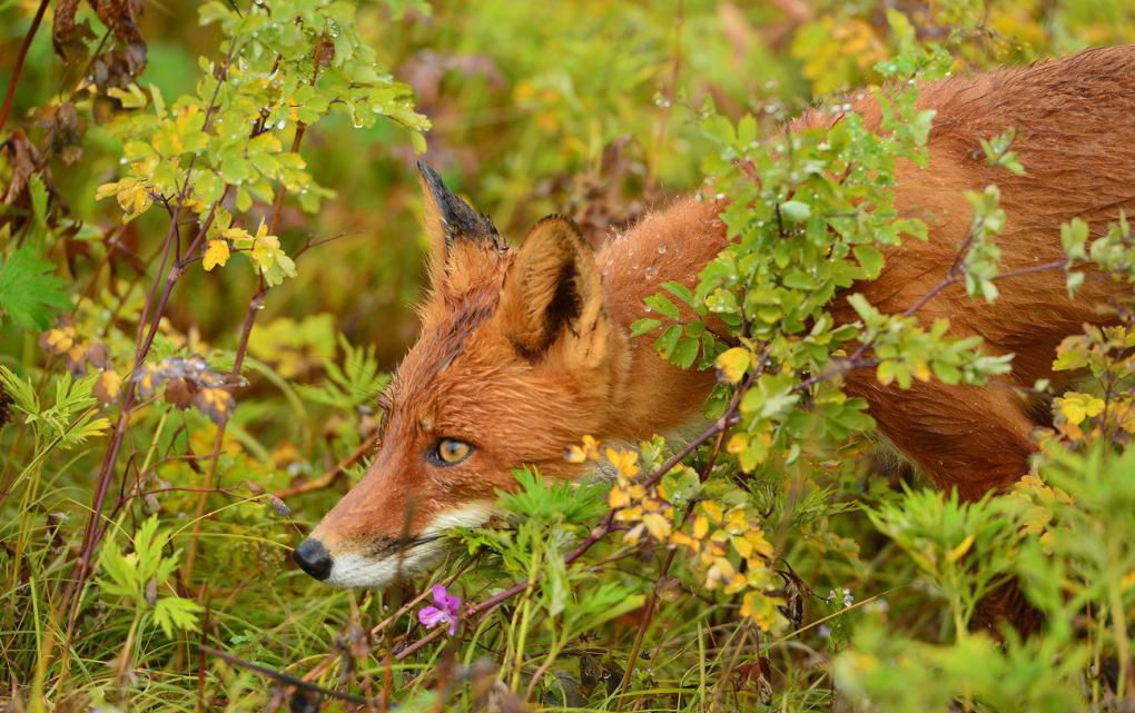 gesetzliche Regelung von Waldflächen