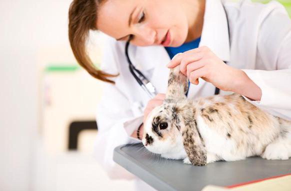 Farmácia veterinária de 24 horas em Moscou