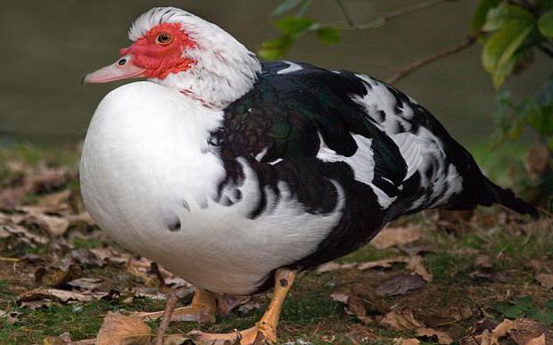 quantos galinha indochka senta-se em ovos