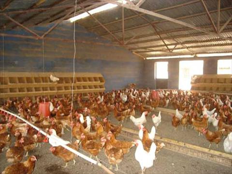 Criação de aves de capoeira como um negócio