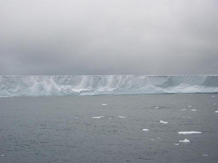 cerveja de unhas antártica