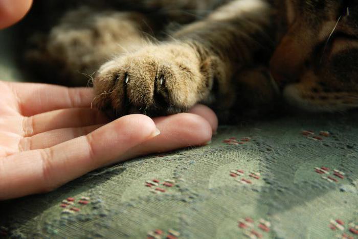 proteção dos direitos dos animais na Rússia