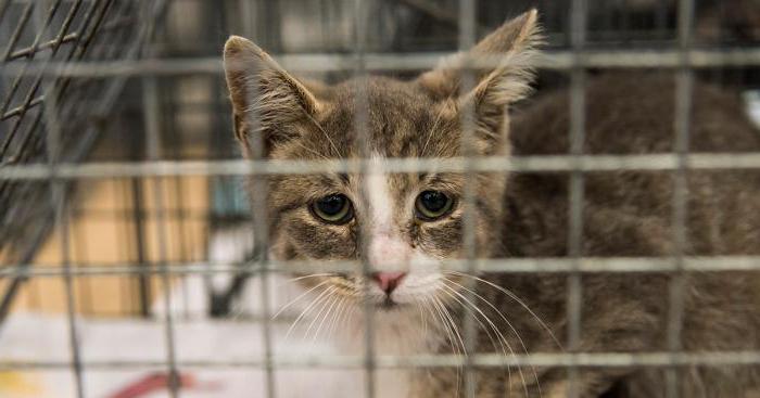 ordem de captura de animais de rua