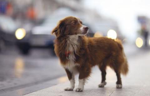 ordem de captura e manutenção de animais vadios