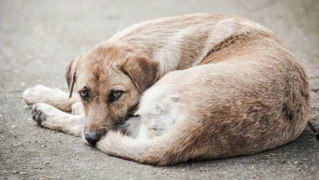 organizações para a captura de animais vadios