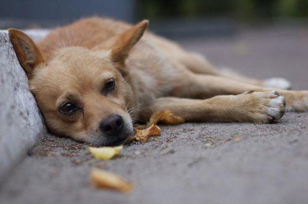 medidas para a captura e a manutenção de animais vadios