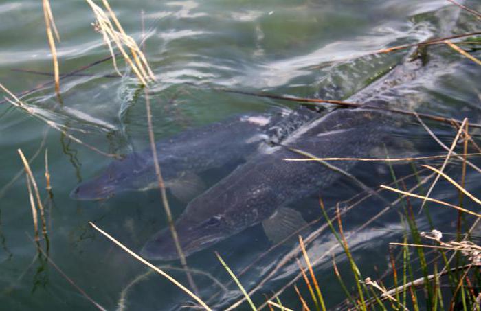 pesca de fiação