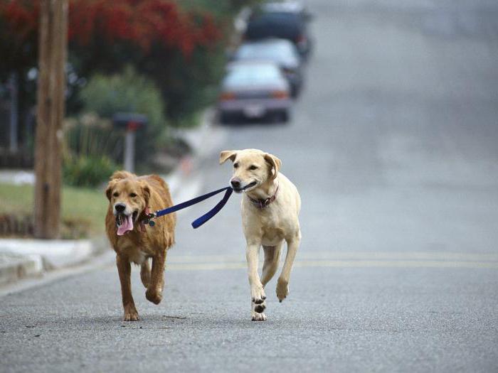 regras para cães andando na cidade, a lei da Federação Russa