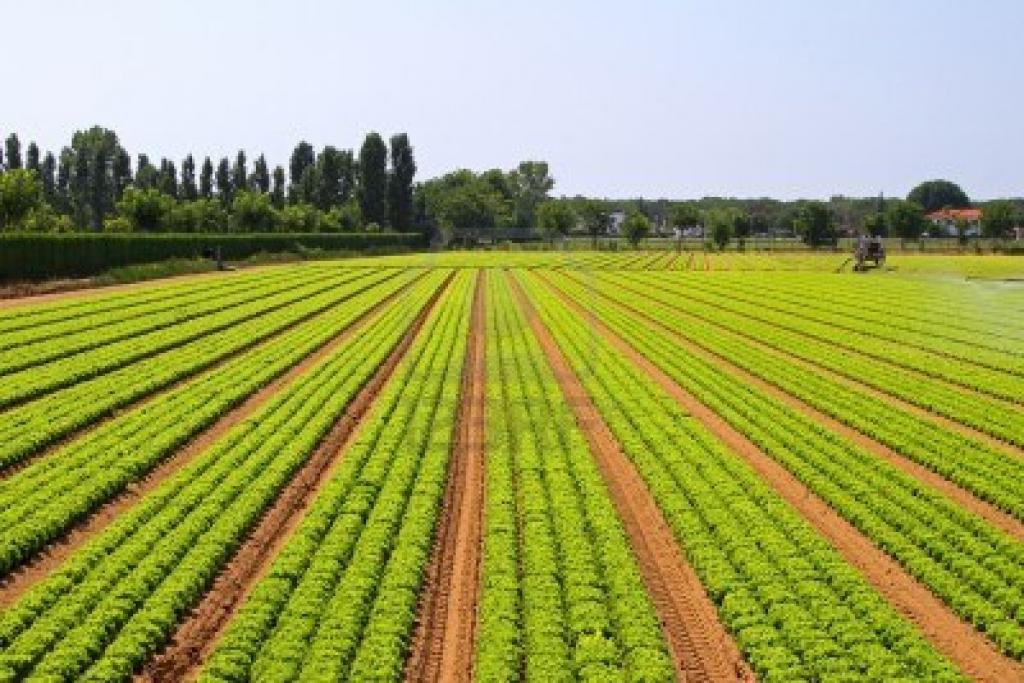 os princípios da lei da terra são