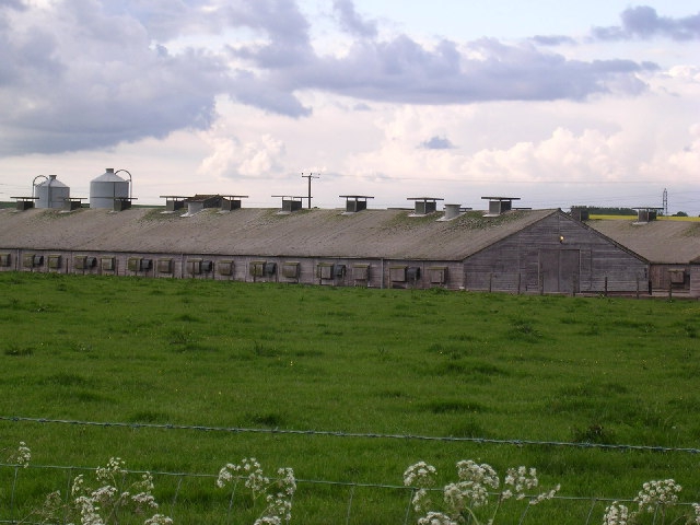 Organisation einer Geflügelfarm