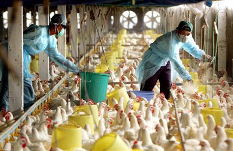 como organizar uma fazenda