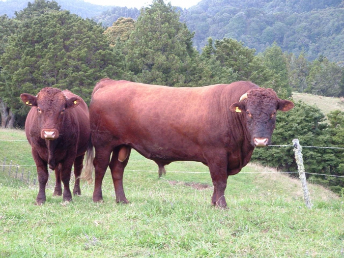 Kuh für Fleisch