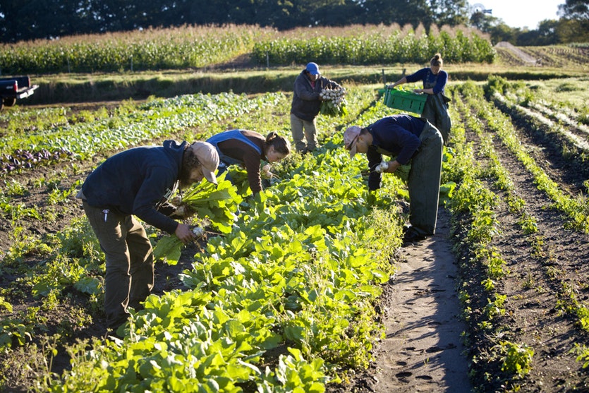 Trabalho de campo