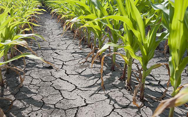 seguro de risco agrícola