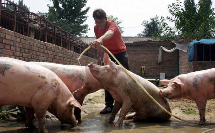 fazendas de suínos no território de Stavropol