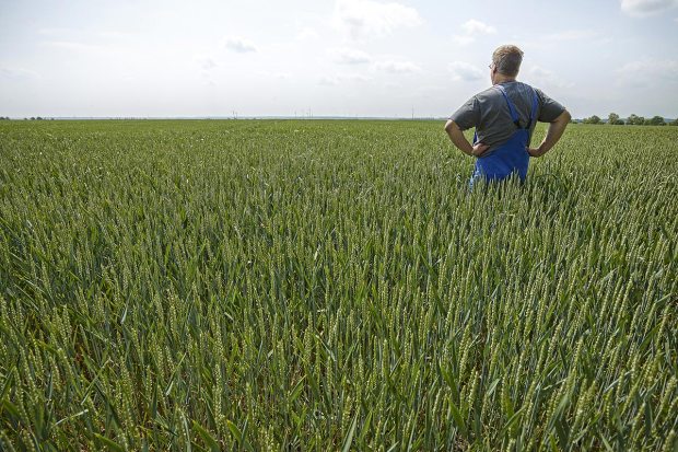 Um, homem, meio, de, um, campo trigo