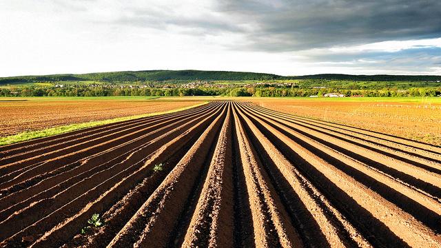 Feld mit Betten