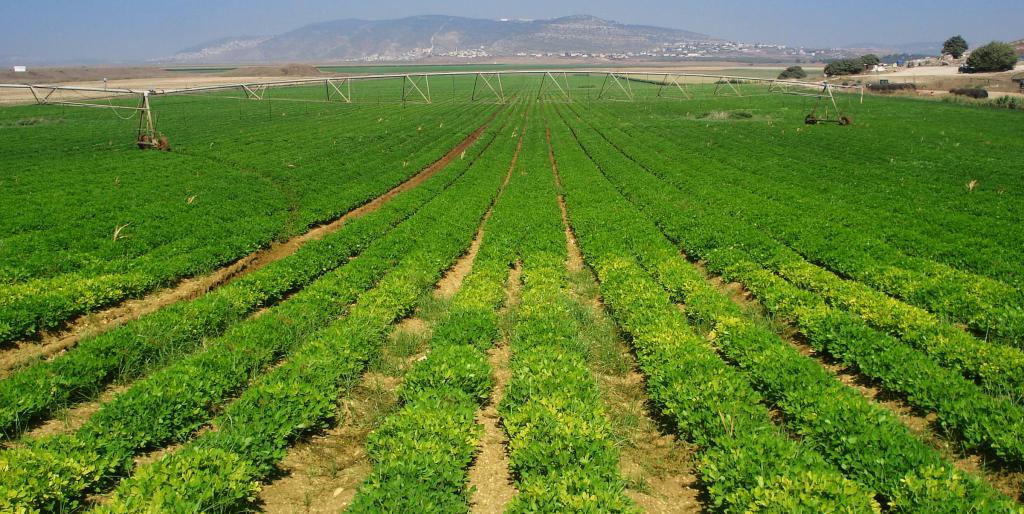 Terra agrícola