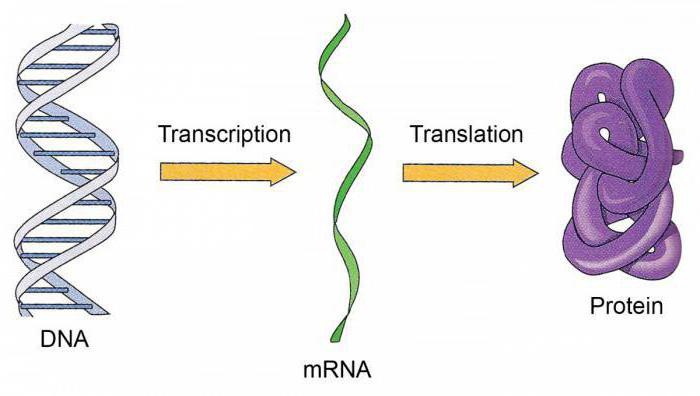 nachweise für die genetische rolle von dna und rna