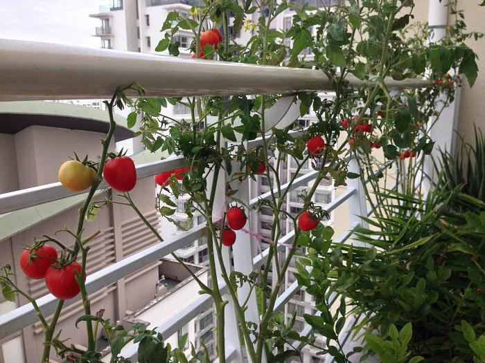 wie man tomaten zu hause auf der fensterbank anbaut