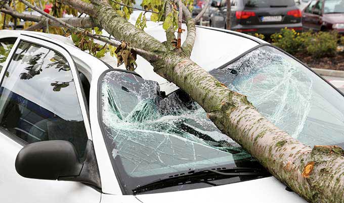 árvore caiu em um carro