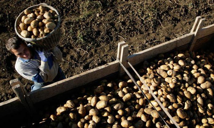 compra de batatas da população da região de Kursk