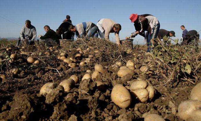 compra de batatas da população na águia